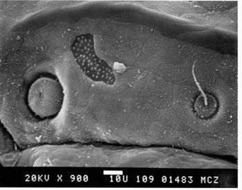 Media type: image; Herpetology R-22733